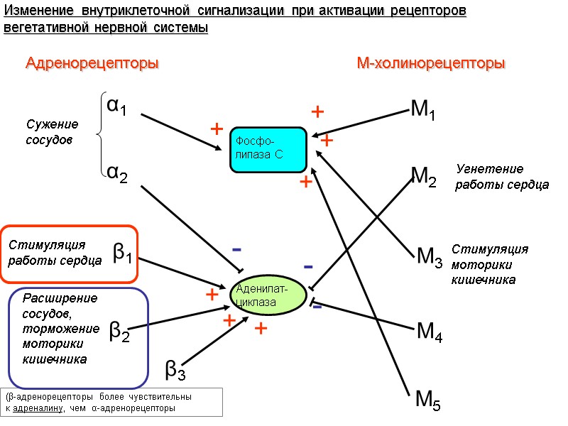 Изменение внутриклеточной сигнализации при активации рецепторов вегетативной нервной системы